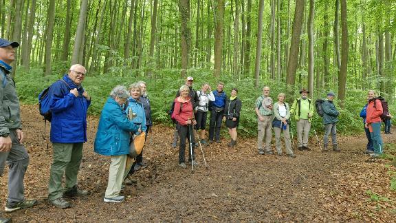 Höriwanderung Wandergruppe im Wald