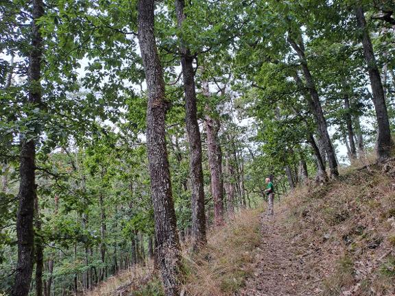 Hutpfad Gurtweil Blick auf den Hutpfad Gurtweil