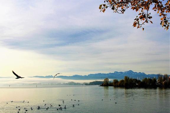 Seeblick Blick auf einen See mit Vögeln und Bäumen am Ufer
